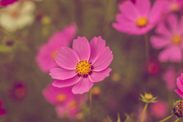Obraz premium Pink summer flowers. Pink toning in the photo. Pink flowers and pink toning.