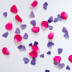 flowers and petals laid out on a white background. Can be used as a design element for greeting cards and wedding invitations.