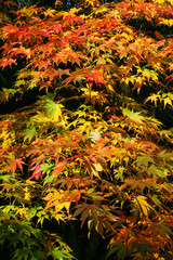 The beautiful colors of autumn/fall leaves.  Taken in Cardiff, South Wales, UK