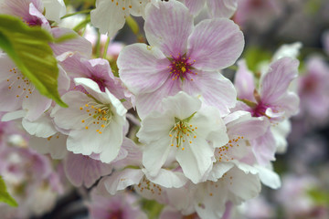 blooming cherry tree