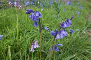 Bluebells verge, Jersey, U.K. Spring flowers.