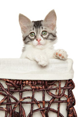 Turkish Angora kitten in wicker basket