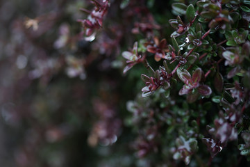 Thyme in early spring.