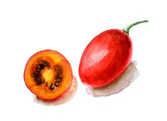 watercolor illustration of tropic fruit tamarillo, isolated on white
