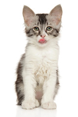 Turkish angora kitten on white background