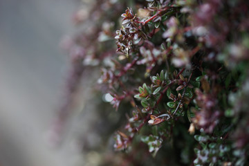 Thyme in early spring.