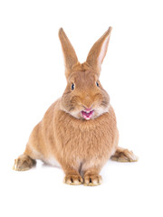 angry brown rabbit isolated on white background