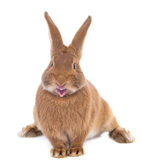 angry brown rabbit isolated on white background