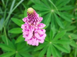 Lupine. Buds. Candid.