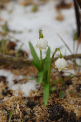 Snowdrops, primroses in spring.