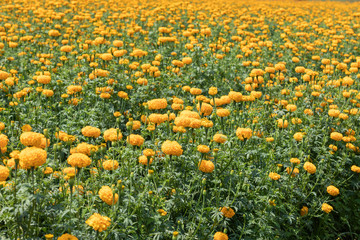 Marigold flower blooming full on the garden