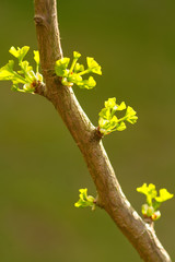 Ginkgo-Zweige mit neuem Blattaustrieb