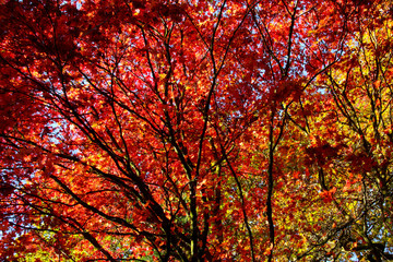 The beautiful colors of autumn/fall leaves.  Taken in Cardiff, South Wales, UK