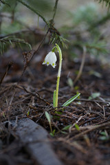 Snowdrops, primroses in spring.