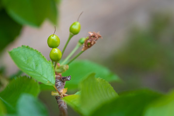young blossom tree cherry blossomed with little fruits