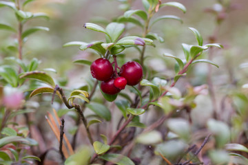 Lingonberry in the forest during autumn