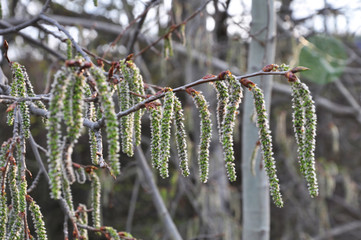 Spring blossoms of aspen earrings