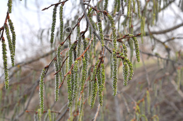 Spring blossoms of aspen earrings