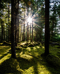 Light beams break the dense green forest of Oregon near the border of Washington at the foothills of mountain Hood. This lush moss covered scene depicts the moodiness of serenity and Zen