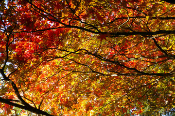 The beautiful colors of autumn/fall leaves.  Taken in Cardiff, South Wales, UK