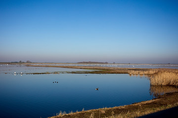 Obraz premium Welney Wetland Reserve, (WWT), on a bright Winter's day, Norfolk, England, UK.