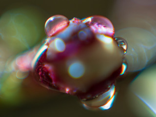 Rain drops on red branches with little green leaves in springtime. Young shoots, water hanging off branch, blossoming trees in garden, blooming spring nature. Natural background. Shallow dept of field