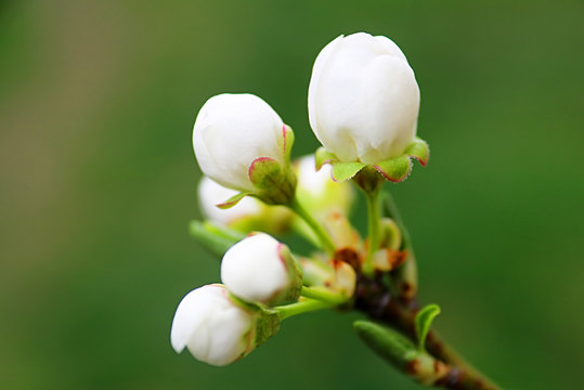 Buds of a blomming spring tree