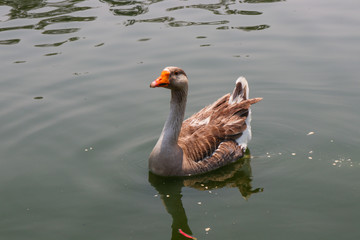 ganso en lago