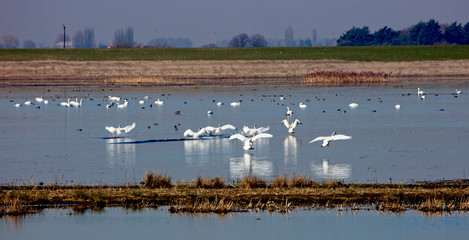 Swans coming in to land, Norfolk, England, UK.