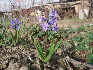 blue flowers in the garden