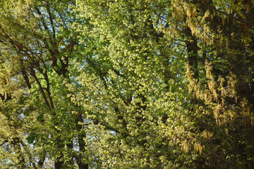 Wooded area of ​​spring