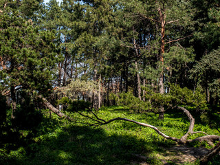 Tree Pine Spring Goloseevsky Botanikal Park