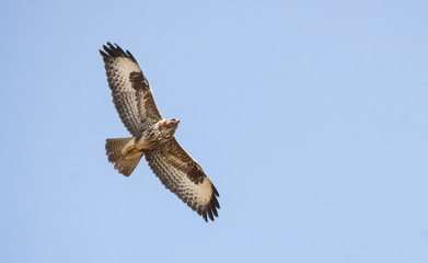 Obraz premium Mäusebussard im Gleitflug