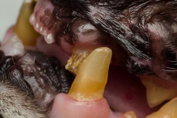very old cat dentition, fractured teeth and bacterial plaque