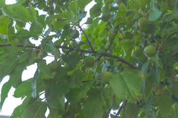 apple tree branch with immature green apples, low contrast, haze
