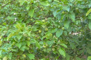 apple tree branches with immature green apples, low contrast