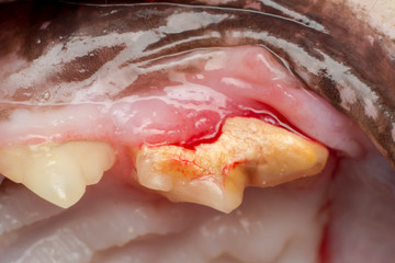 very old cat dentition, fractured teeth and bacterial plaque