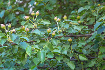 branches of pear tree with immature green pears, low contrast