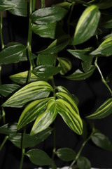 Enredadera,Planta de guía con fondo negro