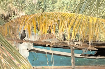 A couple of black crows on a wooden boat (Ari Atoll, Maldives)