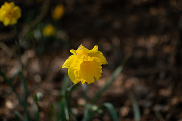 Daffodil