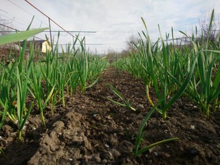 young corn plants in the field