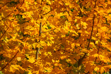 The beautiful colors of autumn/fall leaves.  Taken in Cardiff, South Wales, UK