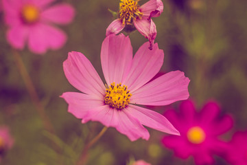 Pink summer flowers. Pink toning in the photo. Pink flowers and pink toning.