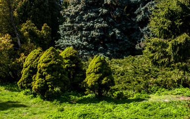 Tree Pine Spring Goloseevsky Botanikal Park