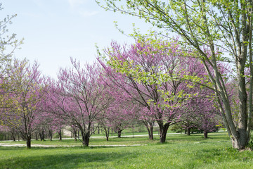 Fototapeta premium Blooming Redbuds