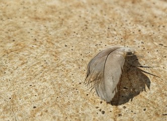 Feather