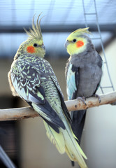 Beautiful pair of parrots sitting next to the cage