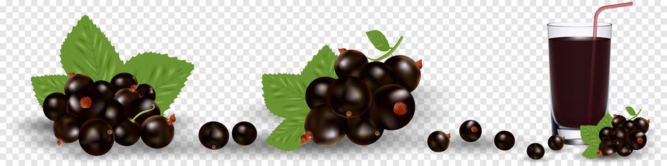 Set of various stylized ripe fresh black currants. Vector illustration, eps 10