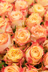 Background of pink orange and peach roses. Natural background of fresh roses. Soft focus. vertical photo